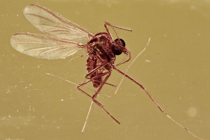 Detailed Fossil True Midge (Chironomidae) in Baltic Amber #300646